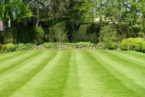 Grass Care Service in Reno