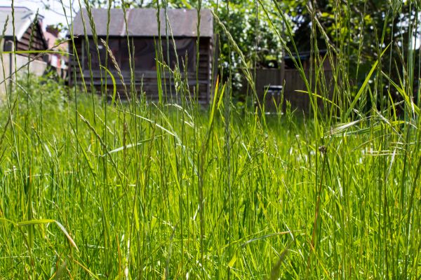 Cost of Overgrown Lawn Trimming in Reno