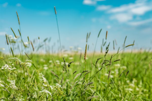 Cost of High Grass Trimming in Reno