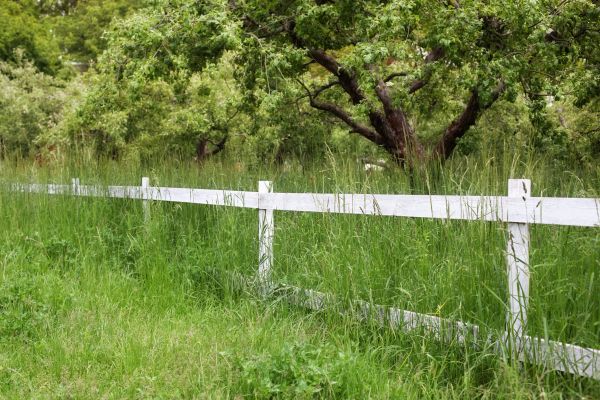 Fence Line Trimming in Reno