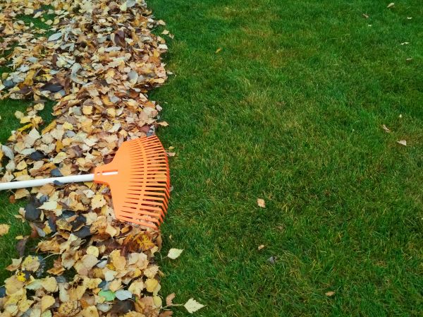 Fall Lawn Care in Reno